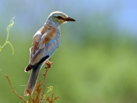 Kea, Tanznie 2010