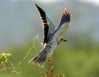 Kea, Tanznie 2010