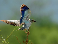 Kea, Tanznie 2010