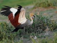 Kea, Tanznie 2010