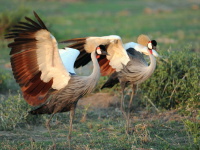 Kea, Tanznie 2010