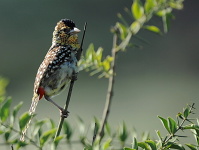 Kea, Tanznie 2010