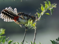 Kea, Tanznie 2010