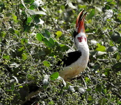 Kea, Tanznie 2010