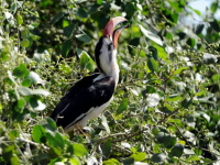 Kea, Tanznie 2010