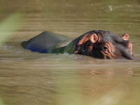 Kea, Tanznie 2010