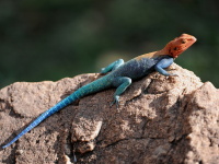 Kea, Tanznie 2010