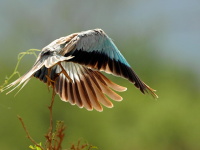 Kea, Tanznie 2010