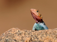 Kea, Tanznie 2010