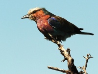 Kea, Tanznie 2011