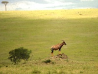 Kea, Tanznie 2011