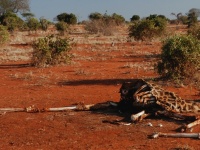 Kea, Tanznie 2011