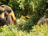 Rwanda - zlat opice - Golden monkey