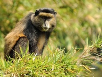 Rwanda - zlat opice - Golden monkey