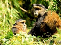 Rwanda - zlat opice - Golden monkey