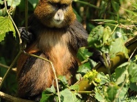 Rwanda - zlat opice - Golden monkey