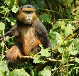 Rwanda - zlat opice - Golden monkey