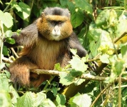 Rwanda - zlat opice - Golden monkey