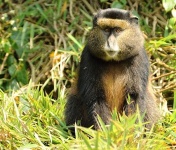 Rwanda - zlat opice - Golden monkey