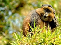 Rwanda - zlat opice - Golden monkey